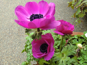 f:id:colorbless:20130306185700j:image