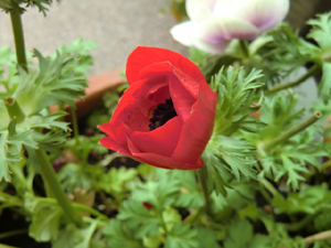f:id:colorbless:20130306185711j:image