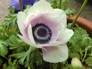 f:id:colorbless:20130306185724j:image