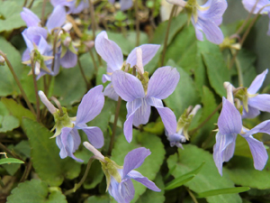 f:id:colorbless:20130306190140j:image f:id:colorbless:20130306190140j:image
