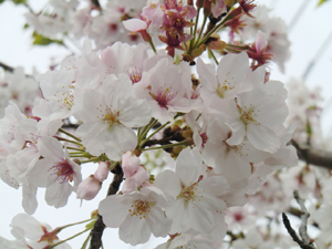 f:id:colorbless:20130330182817j:image