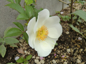 f:id:colorbless:20130330183042j:image