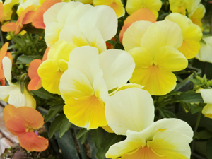 f:id:colorbless:20130330183408j:image