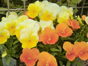 f:id:colorbless:20130330183428j:image