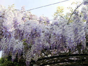 f:id:colorbless:20130331184717j:image