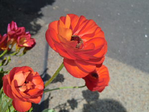 f:id:colorbless:20130409160339j:image