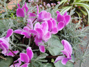 f:id:colorbless:20130409161305j:image