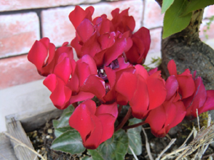f:id:colorbless:20130409161323j:image
