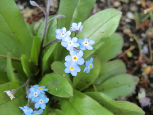 f:id:colorbless:20130414185747j:image