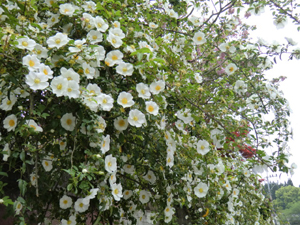 f:id:colorbless:20130415161037j:image