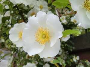 f:id:colorbless:20130415161102j:image