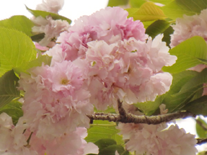 f:id:colorbless:20130415161224j:image