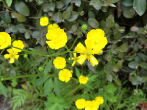 f:id:colorbless:20130415161809j:image