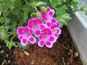 f:id:colorbless:20130421214608j:image