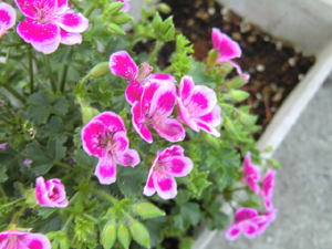 f:id:colorbless:20130421214624j:image