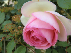 f:id:colorbless:20130427204552j:image