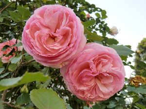 f:id:colorbless:20130427204616j:image