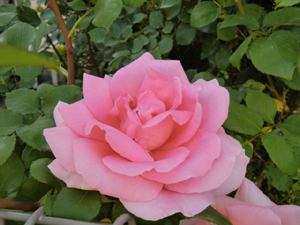 f:id:colorbless:20130427204655j:image