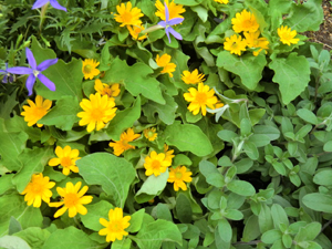 f:id:colorbless:20130530182114j:image