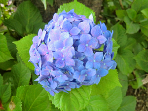f:id:colorbless:20130604181356j:image