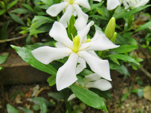 f:id:colorbless:20130604181444j:image