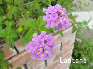 f:id:colorbless:20130604181752j:image