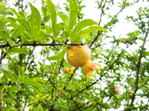 f:id:colorbless:20130609185607j:image