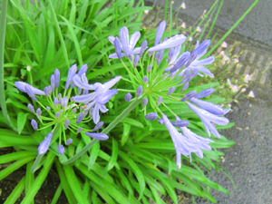 f:id:colorbless:20130609185716j:image