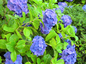 f:id:colorbless:20130609190029j:image