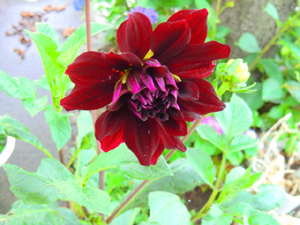 f:id:colorbless:20130613214618j:image