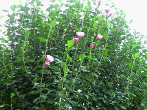 f:id:colorbless:20130613214838j:image