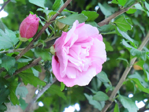 f:id:colorbless:20130613214945j:image