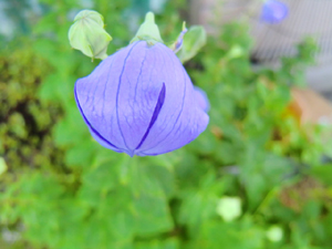 f:id:colorbless:20130625182832j:image