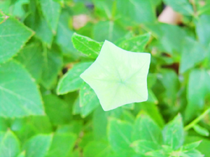 f:id:colorbless:20130625182837j:image f:id:colorbless:20130625182837j:image