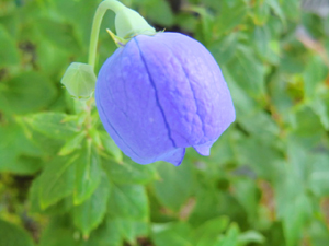f:id:colorbless:20130625183005j:image