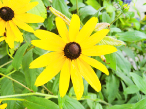 f:id:colorbless:20130627193947j:image