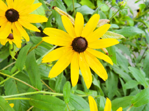 f:id:colorbless:20130627193952j:image
