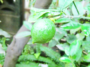 f:id:colorbless:20130627194205j:image