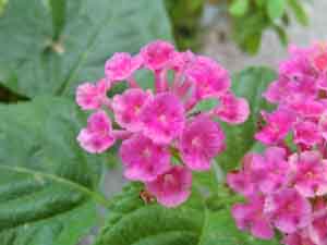 f:id:colorbless:20130927191338j:image