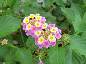 f:id:colorbless:20131003184051j:image