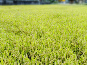 f:id:colorbless:20131005202542j:image