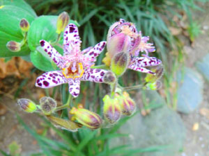 f:id:colorbless:20131016195139j:image