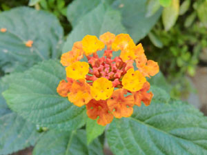 f:id:colorbless:20131027171602j:image