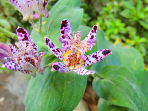 f:id:colorbless:20131027171838j:image
