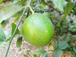 f:id:colorbless:20131031180912j:image