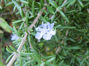 f:id:colorbless:20131031181004j:image