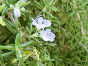 f:id:colorbless:20131031181018j:image