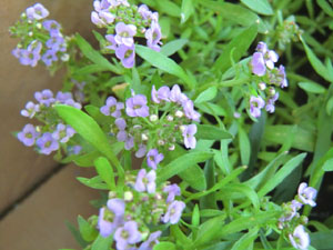 f:id:colorbless:20131105173221j:image