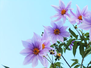 f:id:colorbless:20131118192309j:image