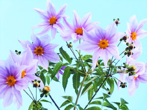 f:id:colorbless:20131118192321j:image